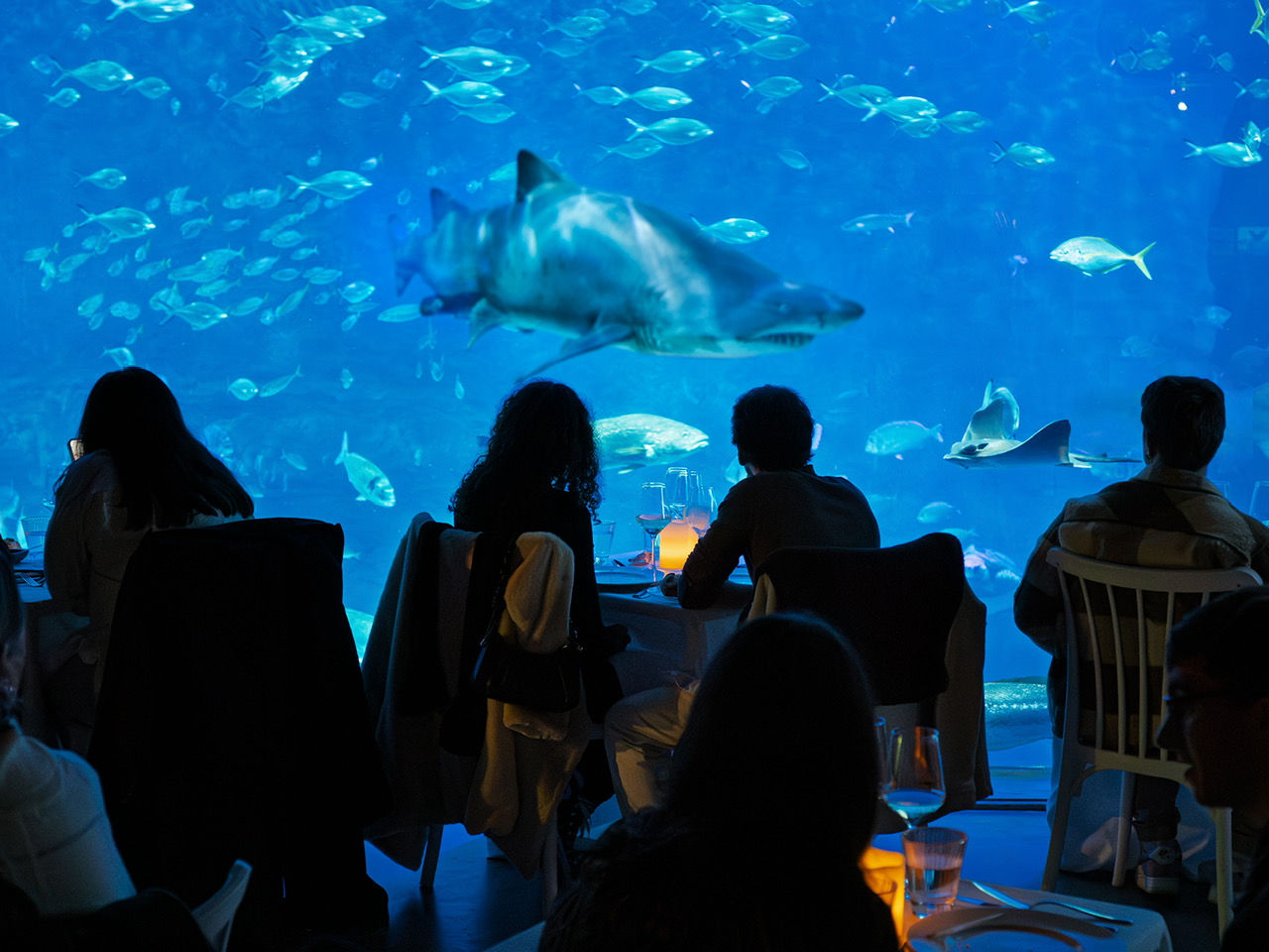 San Valentín se vive bajo el mar en el Acuario de Sevilla – Asociación ...