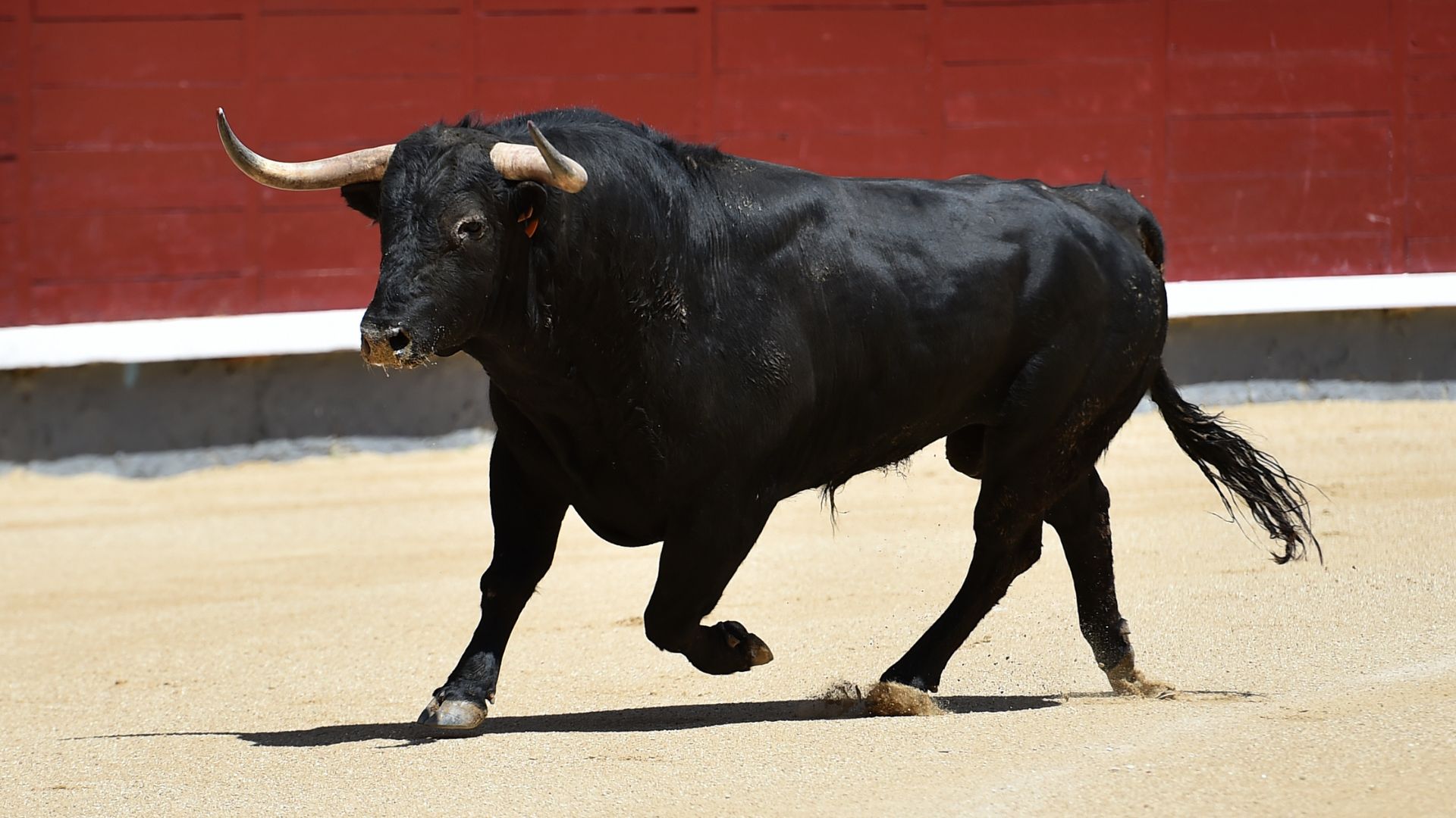 TORO-RANCHO